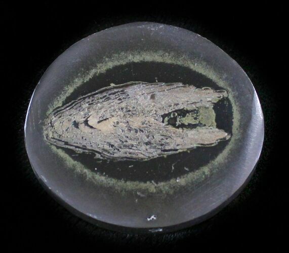 Polished Fish Coprolite (Fossil Poo) - Scotland #24538